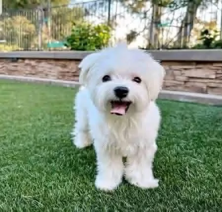 Maltese puppies  | Foto 2