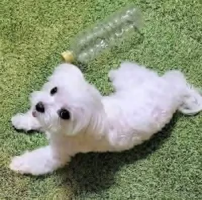 Maltese puppies  | Foto 1