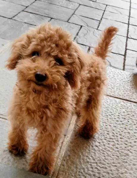 Barboncino Toy | Foto 0