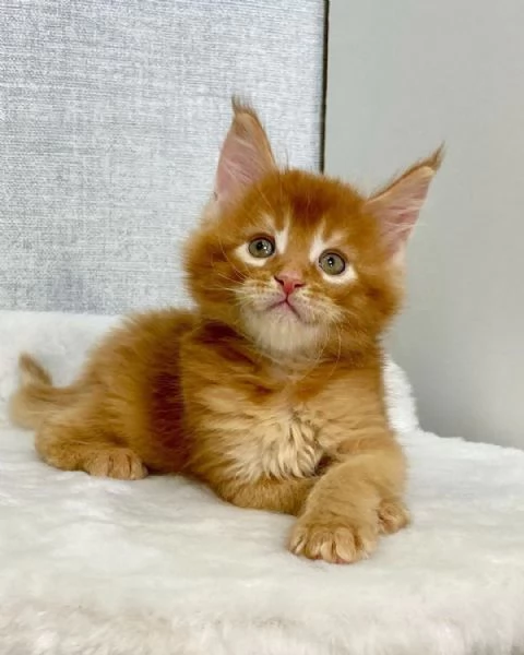 Gattini Maine Coon disponibili per l'adozione | Foto 0