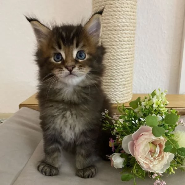 Gattini Maine Coon disponibili per l'adozione