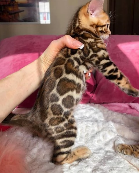 Regala gattini del Bengala per l'adozione