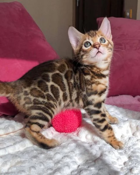 Regala gattini del Bengala per l'adozione | Foto 0