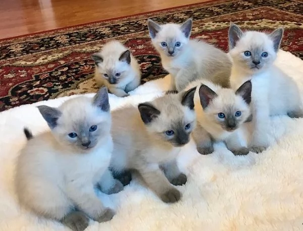 Gattini siamesi Seal & Chocolate