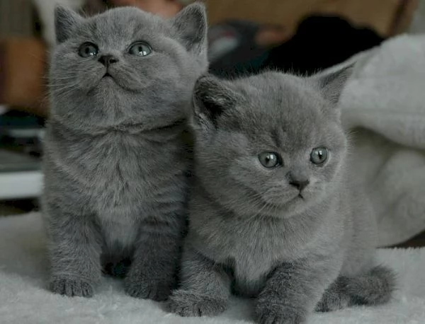 Gattini British Shorthair in cerca di adozione
