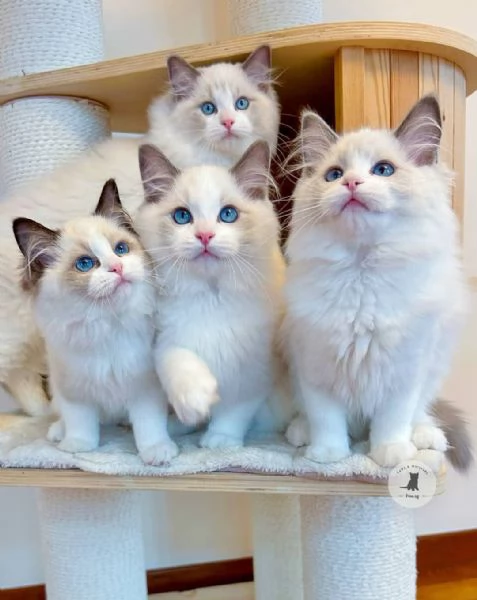 Splendidi Ragdoll disponibili ora