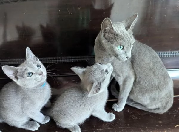 Bellissimi gattini blu di Russia con pedigree