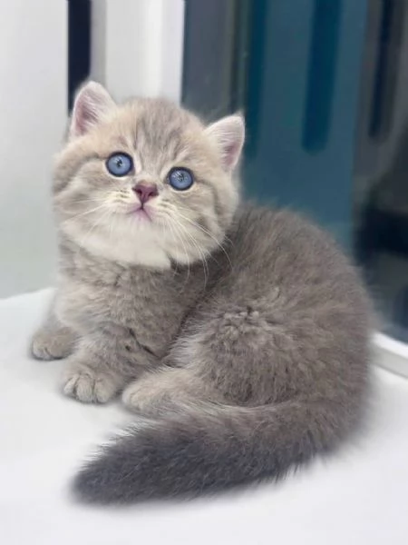 Gattini Munchkin con pedigree completo | Foto 0