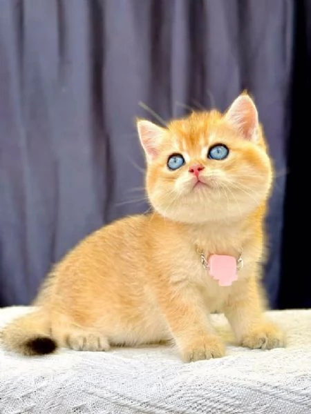 Gattini Munchkin con pedigree completo