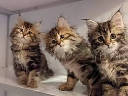 Gattini siberiani puri in adozione