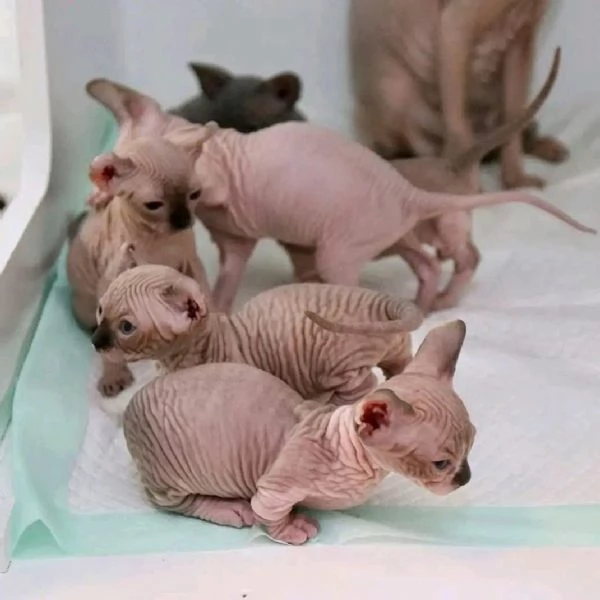 Bellissimi gattini Sphynx in adozione