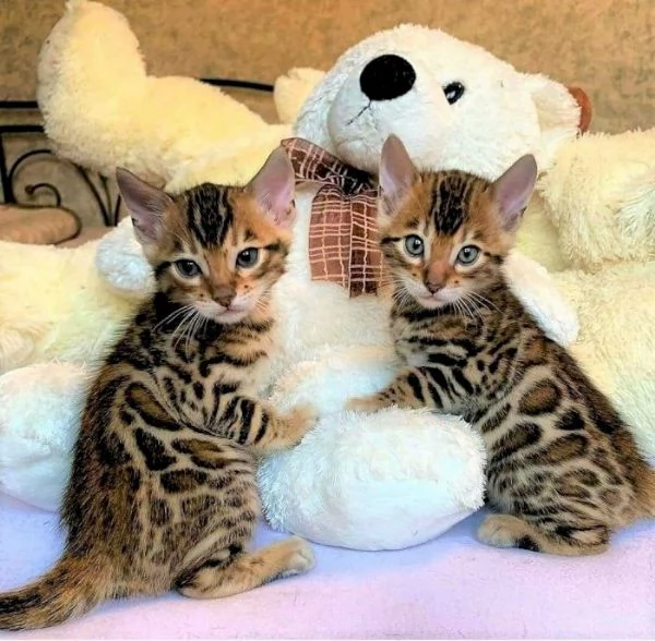 Bellissimi cuccioli del Bengala