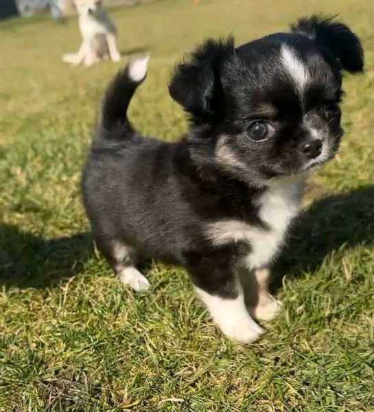 Chihuahua