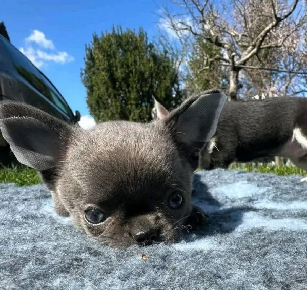 Chihuahua | Foto 3