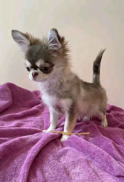 Chihuahua puppies  | Foto 1