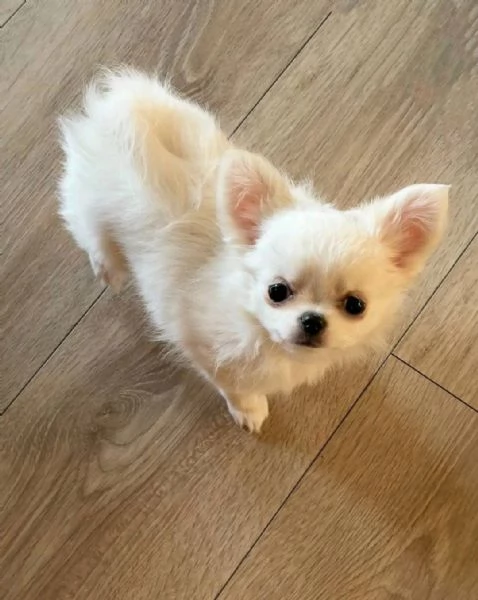 Chihuahua puppies  | Foto 0