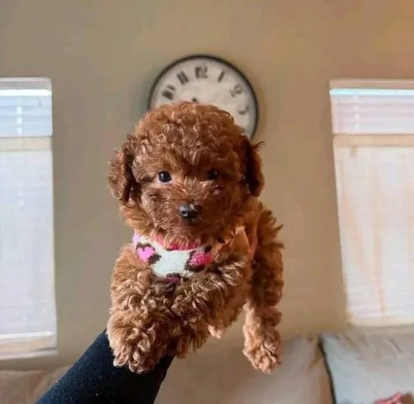 **Barboncino  in regalo – solo a famiglia amorevole 