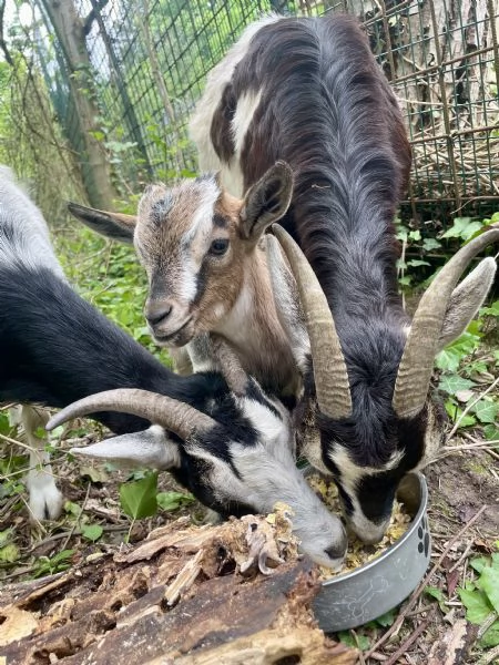 Capra maschio | Foto 2