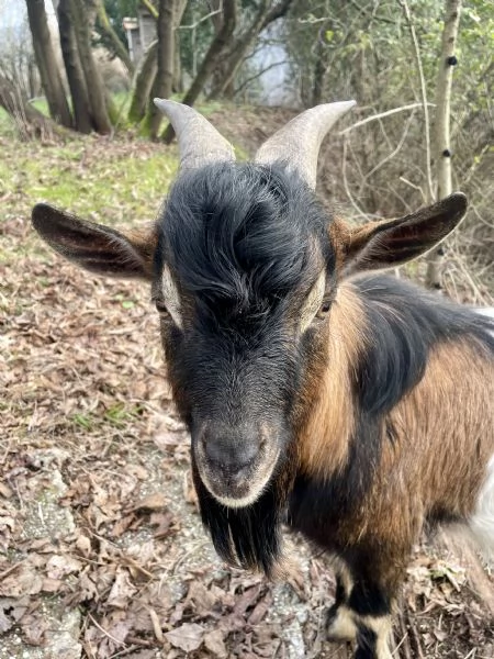 Capra maschio | Foto 1