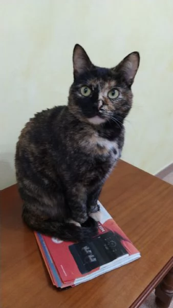 Gattina di 2 anni | Foto 0
