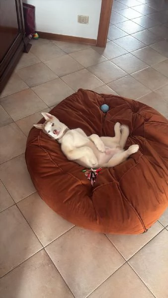 Cucciolo Husky | Foto 1