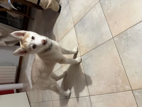 Cucciolo Husky | Foto 0