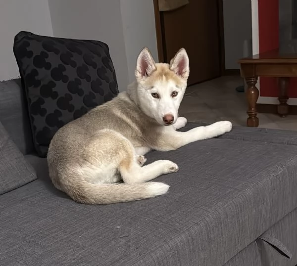 Cucciolo Husky