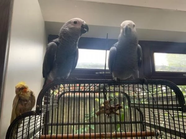 Pappagallo cenerino del Congo, addomesticato, allevato a mano