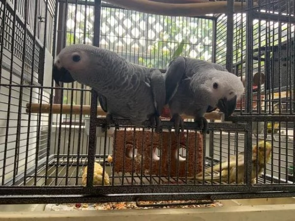 Pappagallo cenerino del Congo, addomesticato, allevato a mano | Foto 3