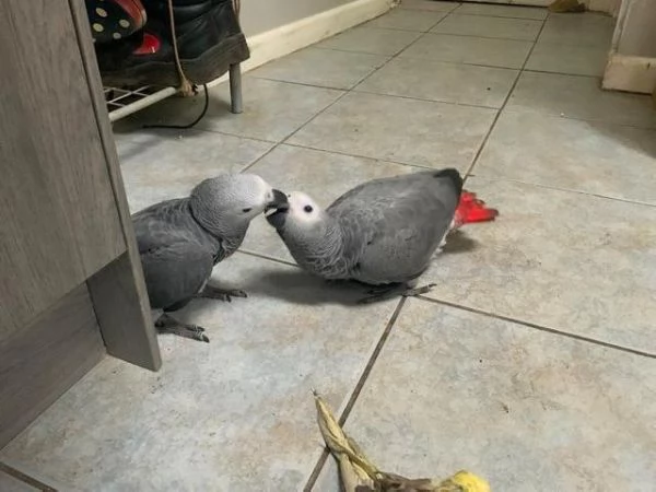 Pappagallo cenerino del Congo, addomesticato, allevato a mano | Foto 2