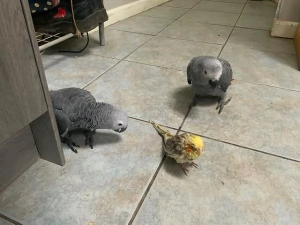Pappagallo cenerino del Congo, addomesticato, allevato a mano | Foto 1