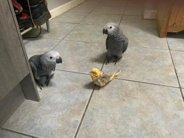 Pappagallo cenerino del Congo, addomesticato, allevato a mano | Foto 0
