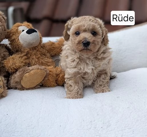 Maltipoo figli di barboncino teacup | Foto 2