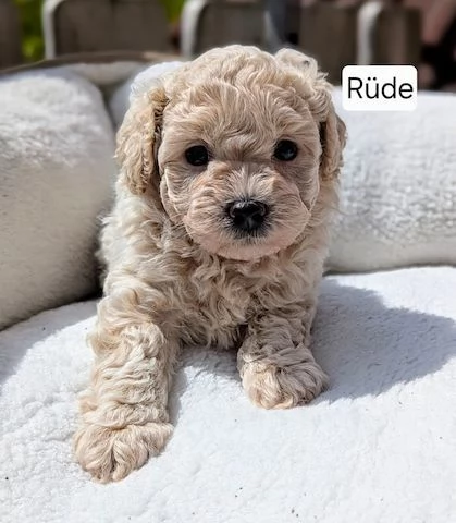 Maltipoo figli di barboncino teacup | Foto 0