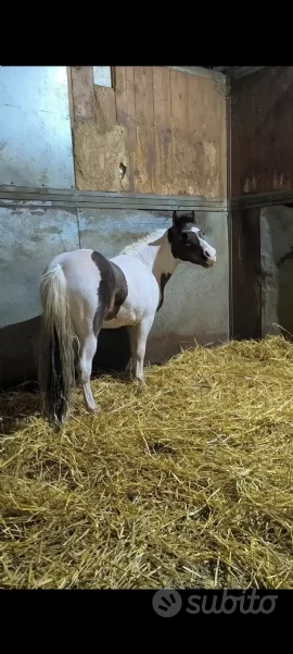 Pony mini Paint horse