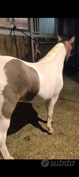 Pony mini Paint horse | Foto 2