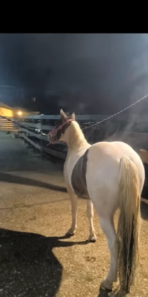 Pony mini Paint horse | Foto 1