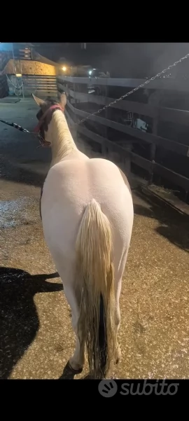 Pony mini Paint horse | Foto 0