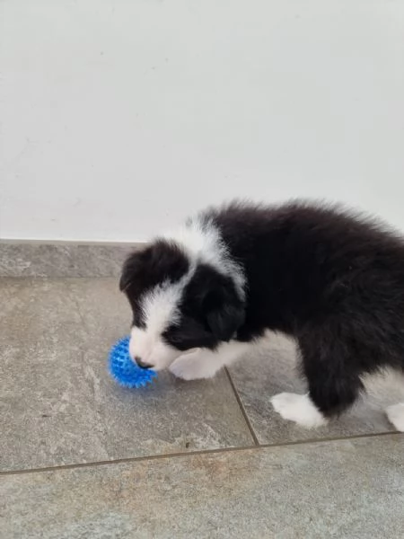 Border collie  | Foto 5