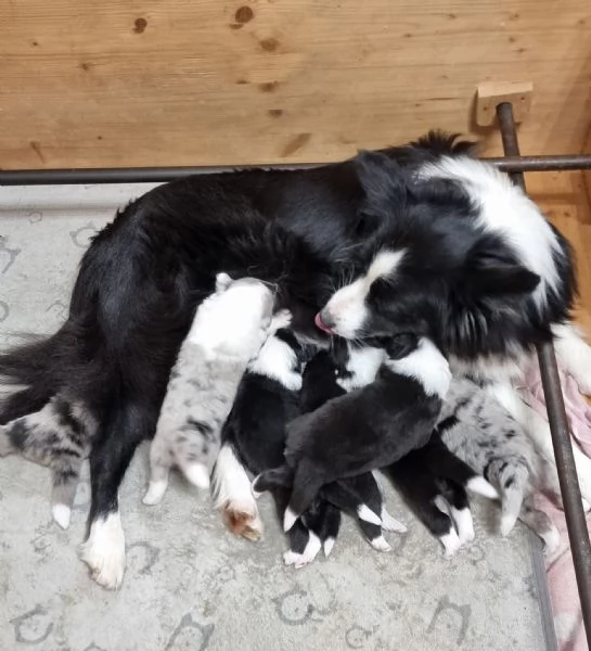 Border collie  | Foto 0