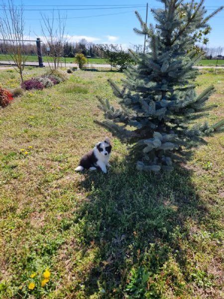 Piccoli Border Collie disponibili  | Foto 6
