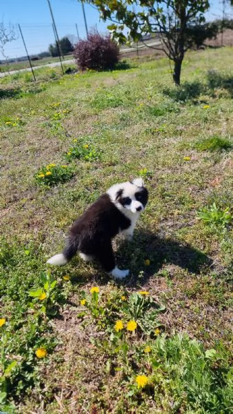 Piccoli Border Collie disponibili  | Foto 5