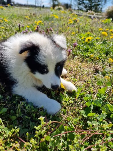 Piccoli Border Collie disponibili  | Foto 4