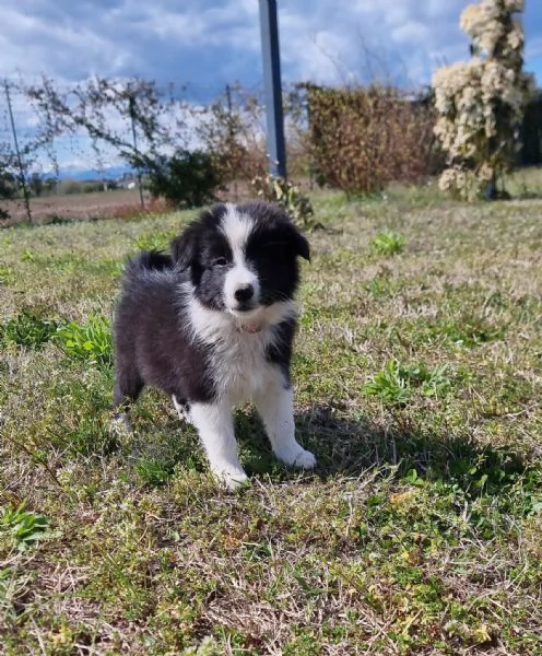 Piccoli Border Collie disponibili  | Foto 3