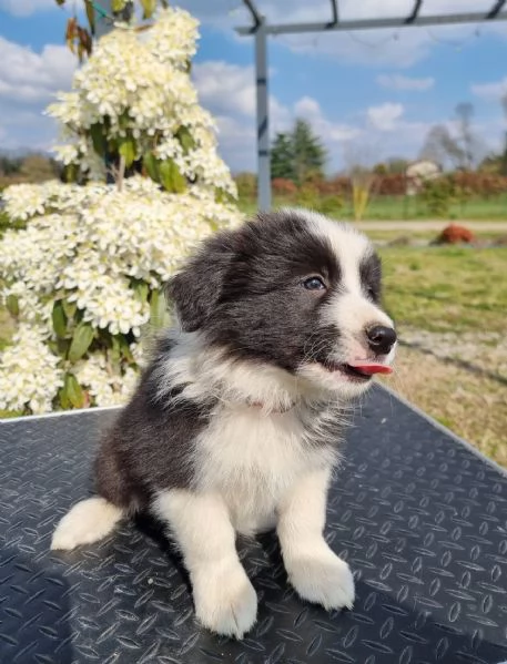 Piccoli Border Collie disponibili 
