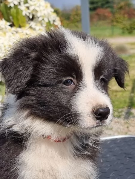 Piccoli Border Collie disponibili  | Foto 2