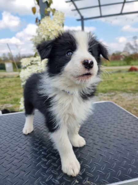 Piccoli Border Collie disponibili  | Foto 1