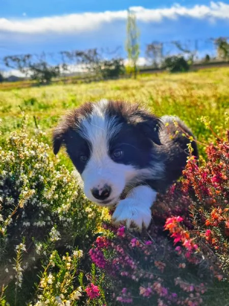ULTIMI 3 CUCCIOLI DI BORDER COLLIE  | Foto 3