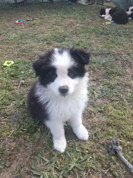 ULTIMI 3 CUCCIOLI DI BORDER COLLIE  | Foto 2