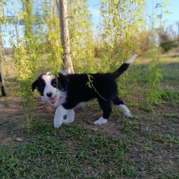 ULTIMI 3 CUCCIOLI DI BORDER COLLIE  | Foto 1